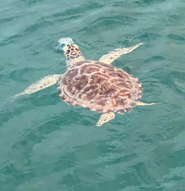 Votre Ile privée pour la journée - Le Radeau Bleu
