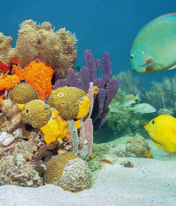 plongée sous marine à Saint-Martin