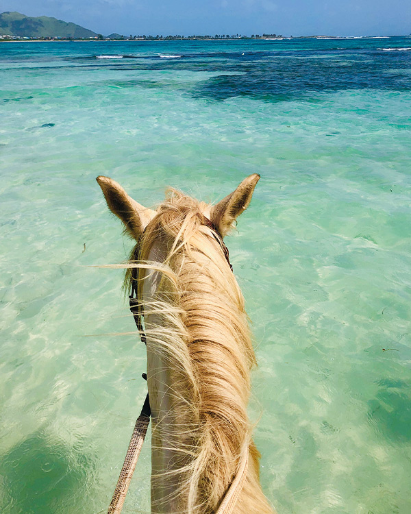 Ballades à cheval à Saint-Martin