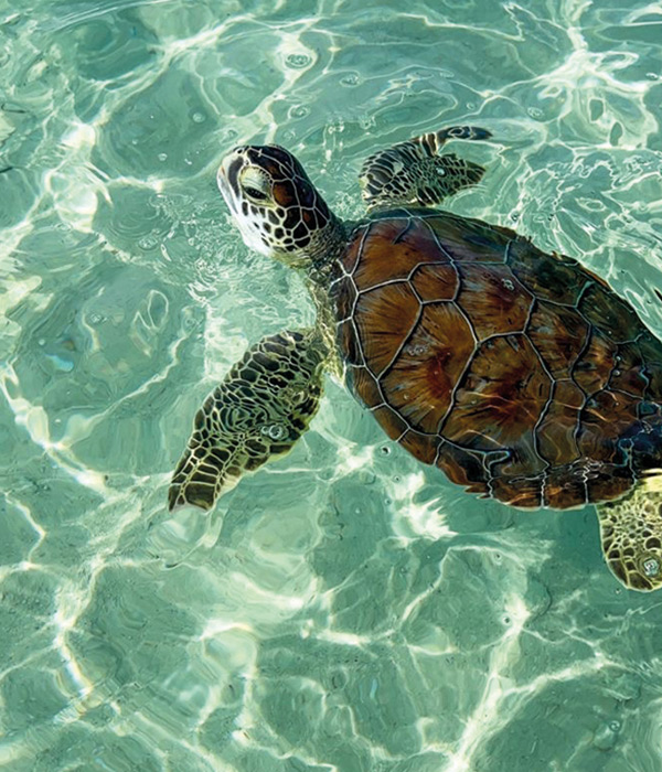 Boat Charters in Saint Martin – Private Excursions & Thrills | Brit’Sea