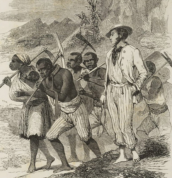 Sugarcane and cotton plantations