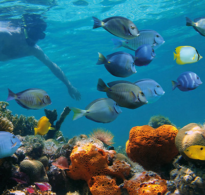Discover the water activities in Saint Martin